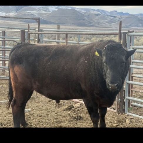 Wagyu Bull for Lease