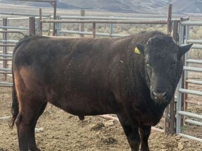 Wagyu Bull for Lease