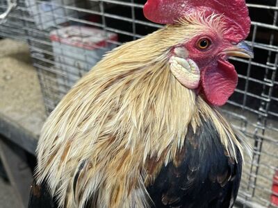 Japanese Ohiki Bantam Rooster Rare Ornimental