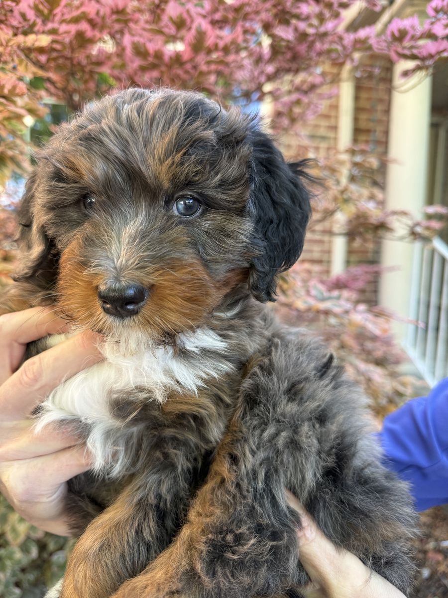 Mini Tricolor Merle Bernedoodle Puppy (Dolly)