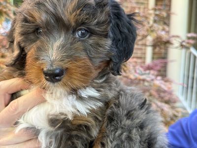 Mini Tricolor Merle Bernedoodle Puppy (Dolly)