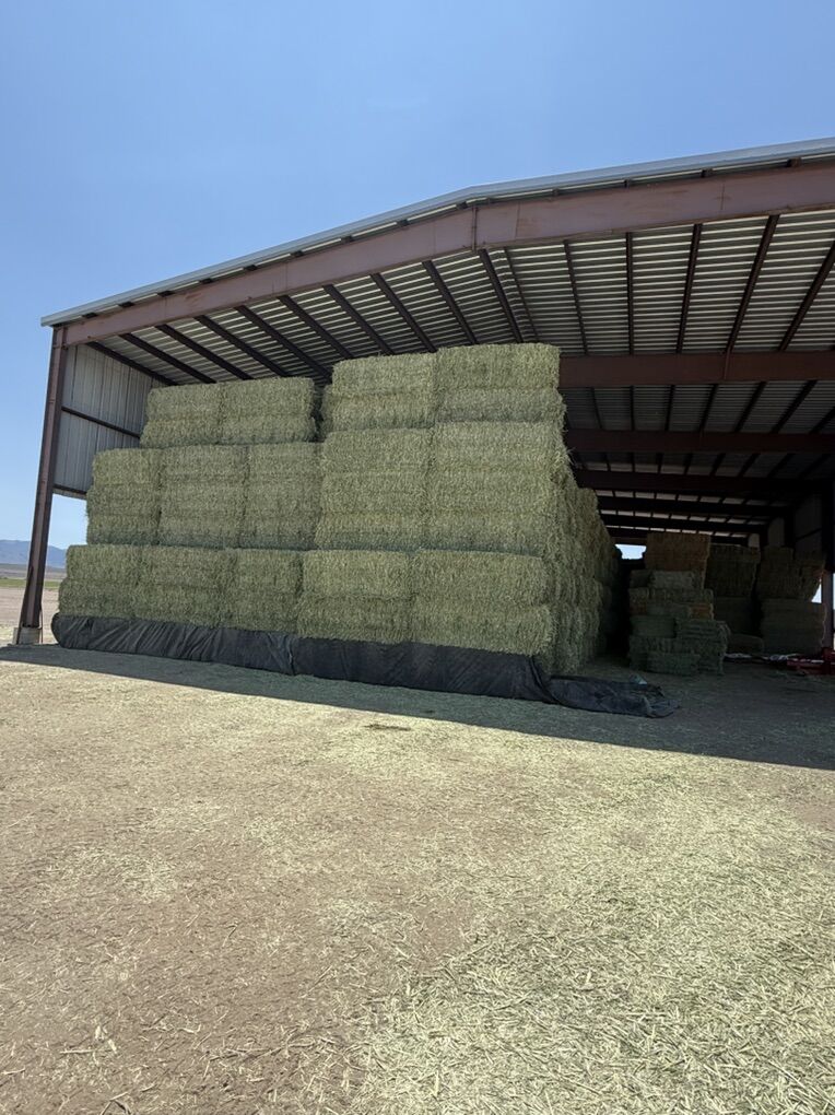 Certified 6 String Wheat Grass