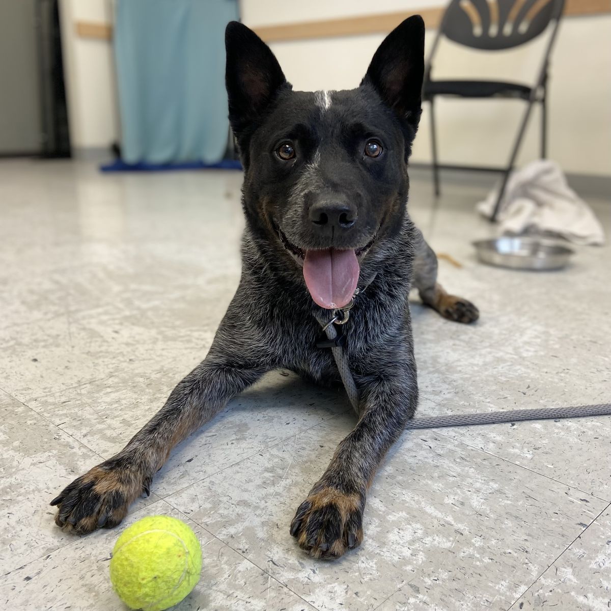 A164343 Jay Jay, Available for Adoption