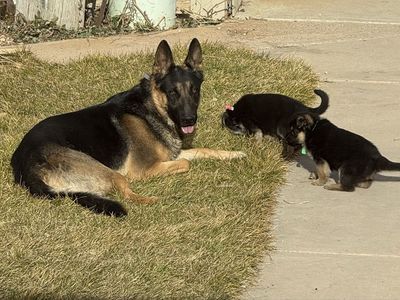AKC German Shepherd