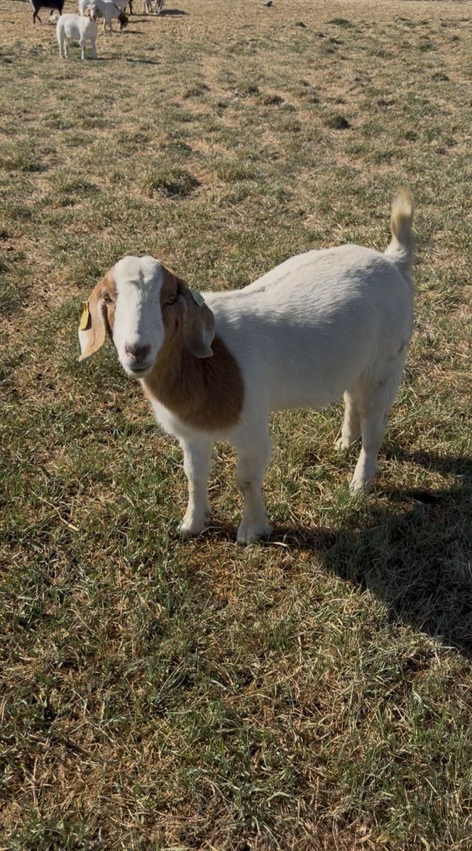 Yearling doe Sired by Captain Morgan/Gator