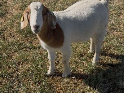 Yearling doe Sired by Captain Morgan/Gator