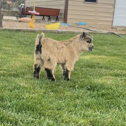 Registered Pygmy Buckling