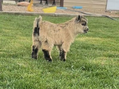 Registered Pygmy Buckling