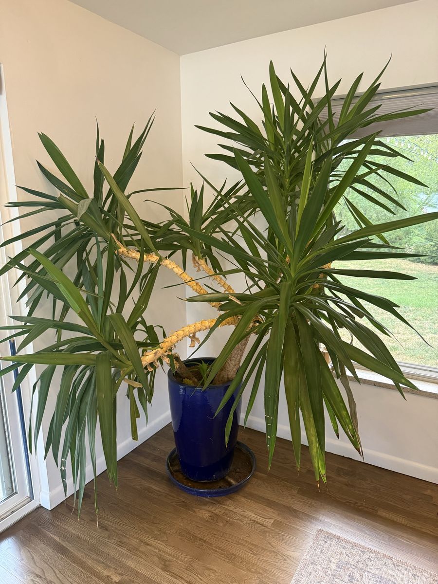Large Indoor Yucca Plant in Blue Ceramic Pot - Mature & Healthy Home Decor