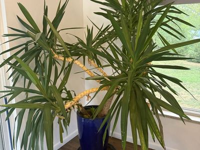 Large Indoor Yucca Plant in Blue Ceramic Pot - Mature & Healthy Home Decor