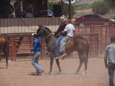 4 yr gelding thoroughbred