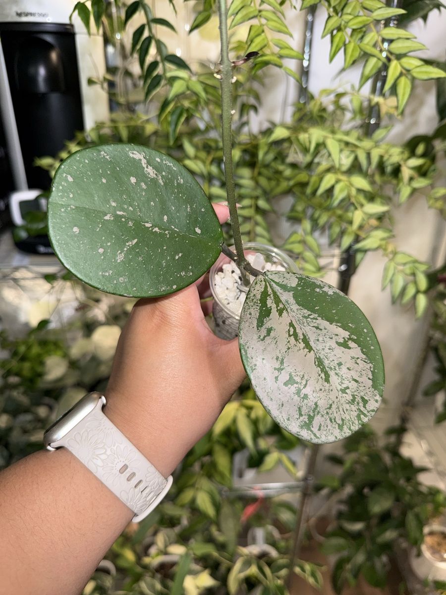 Hoya obovata (splash) - Plant