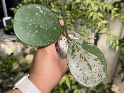 Hoya obovata (splash) - Plant