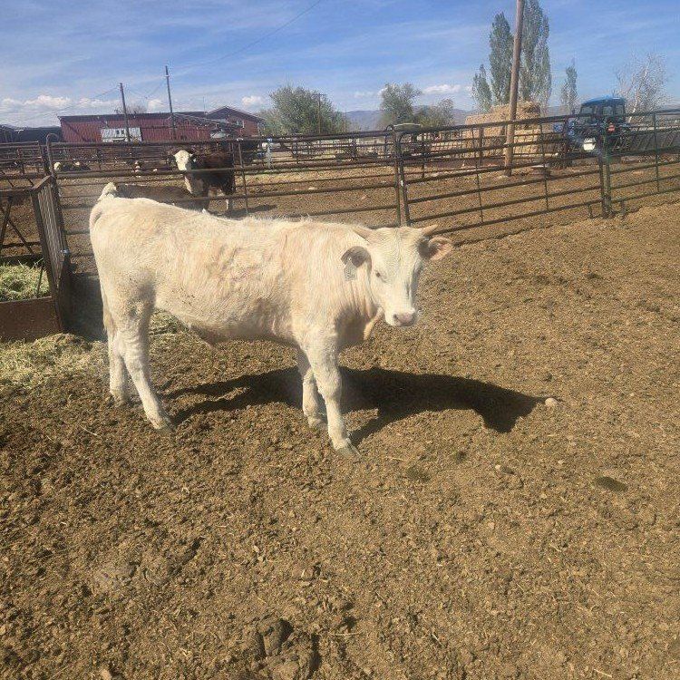 one steer