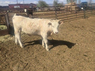 one steer