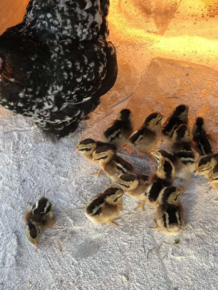 Red Indian Jungle Fowl chicks