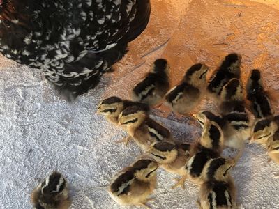 Red Indian Jungle Fowl chicks