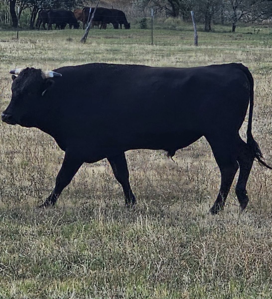 Wagyu Bull