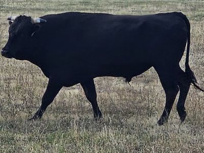 Wagyu Bull