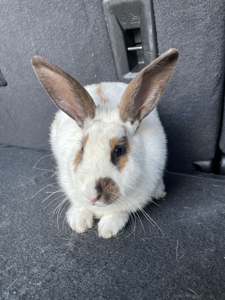 Female rabbit - mixed breed