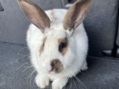 Female rabbit - mixed breed