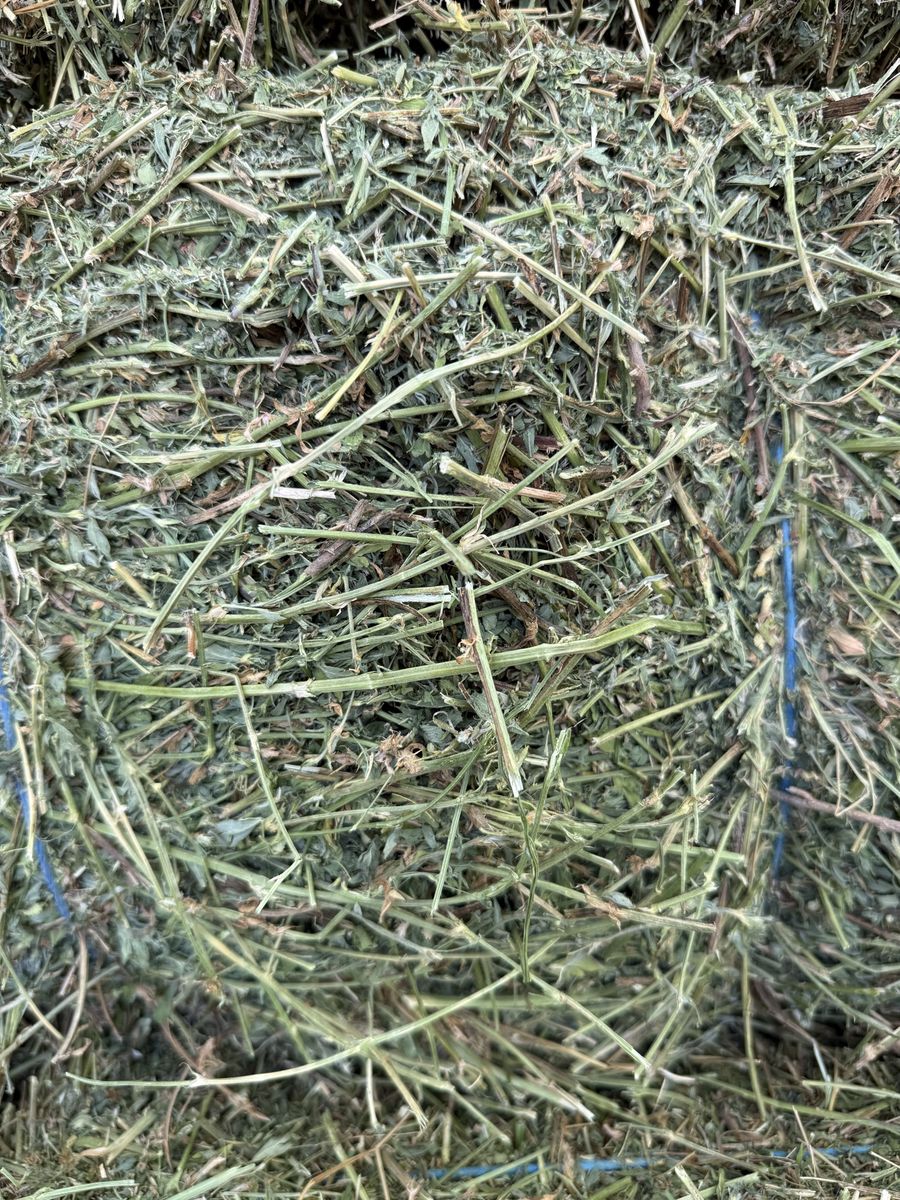 Small Square Hay Bales for Horses & Livestock
