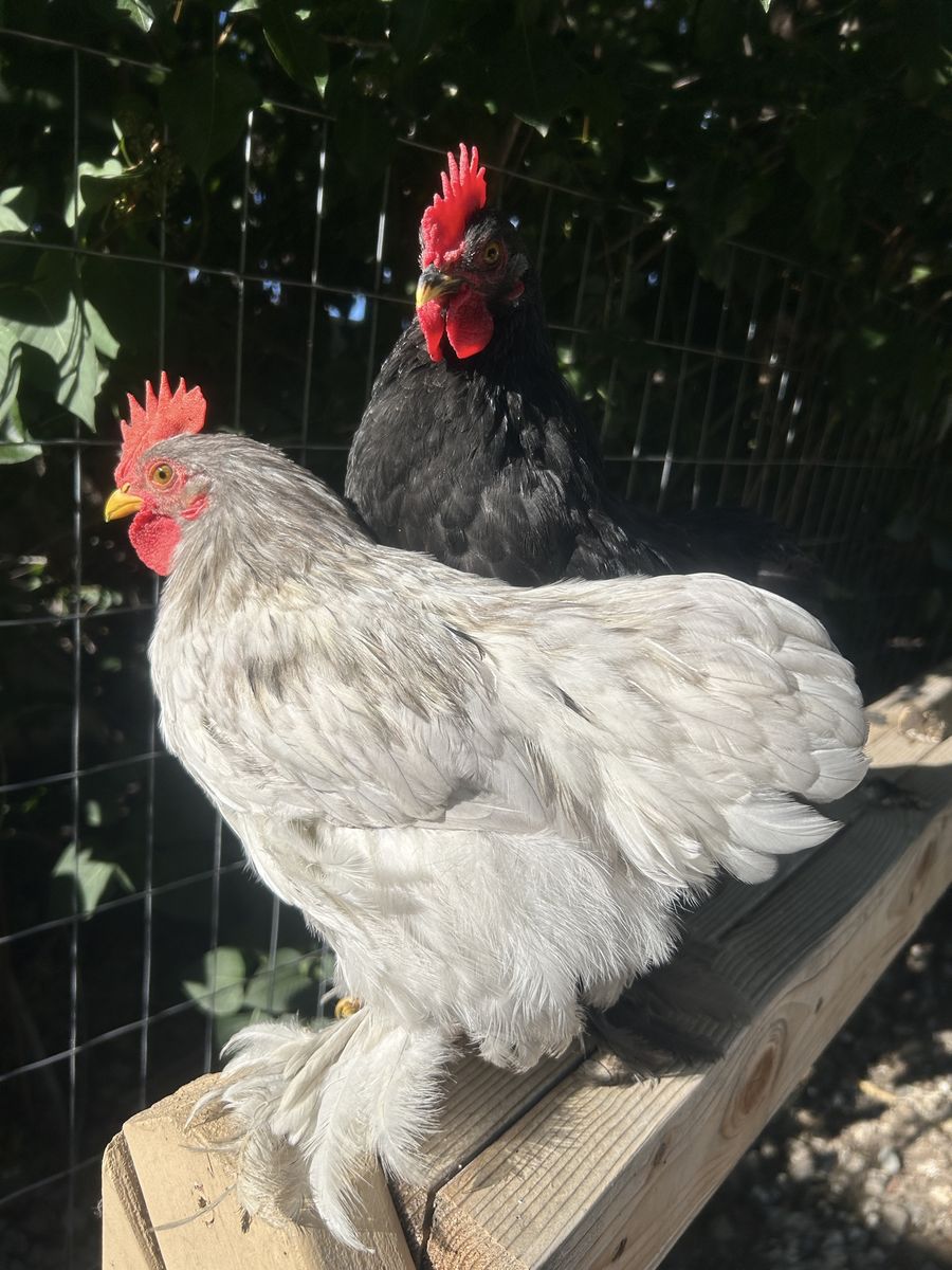 Bantam Duccle mini roosters