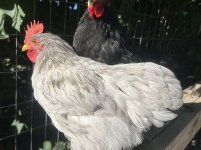 Bantam Duccle mini roosters