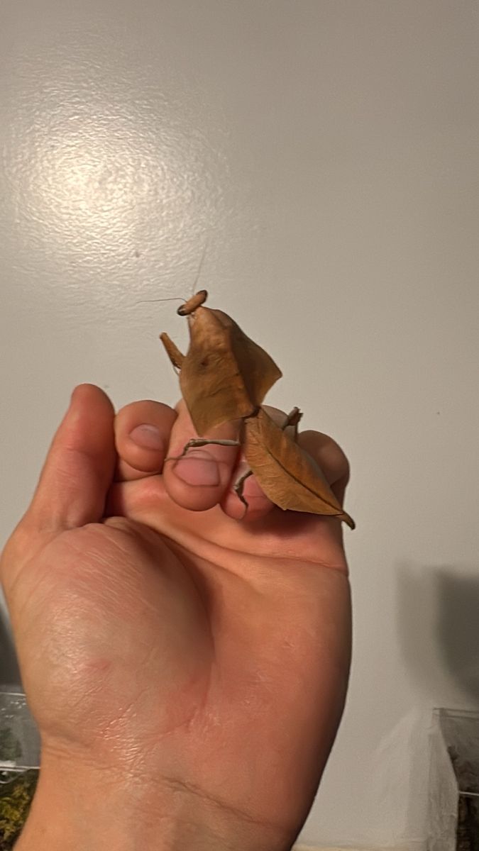 Praying Mantids For Sale