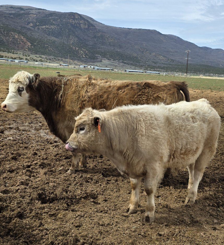 Angus Highland Mix Beef Steer