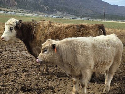 Angus Highland Mix Beef Steer