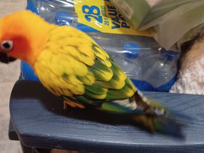 Sun Conure