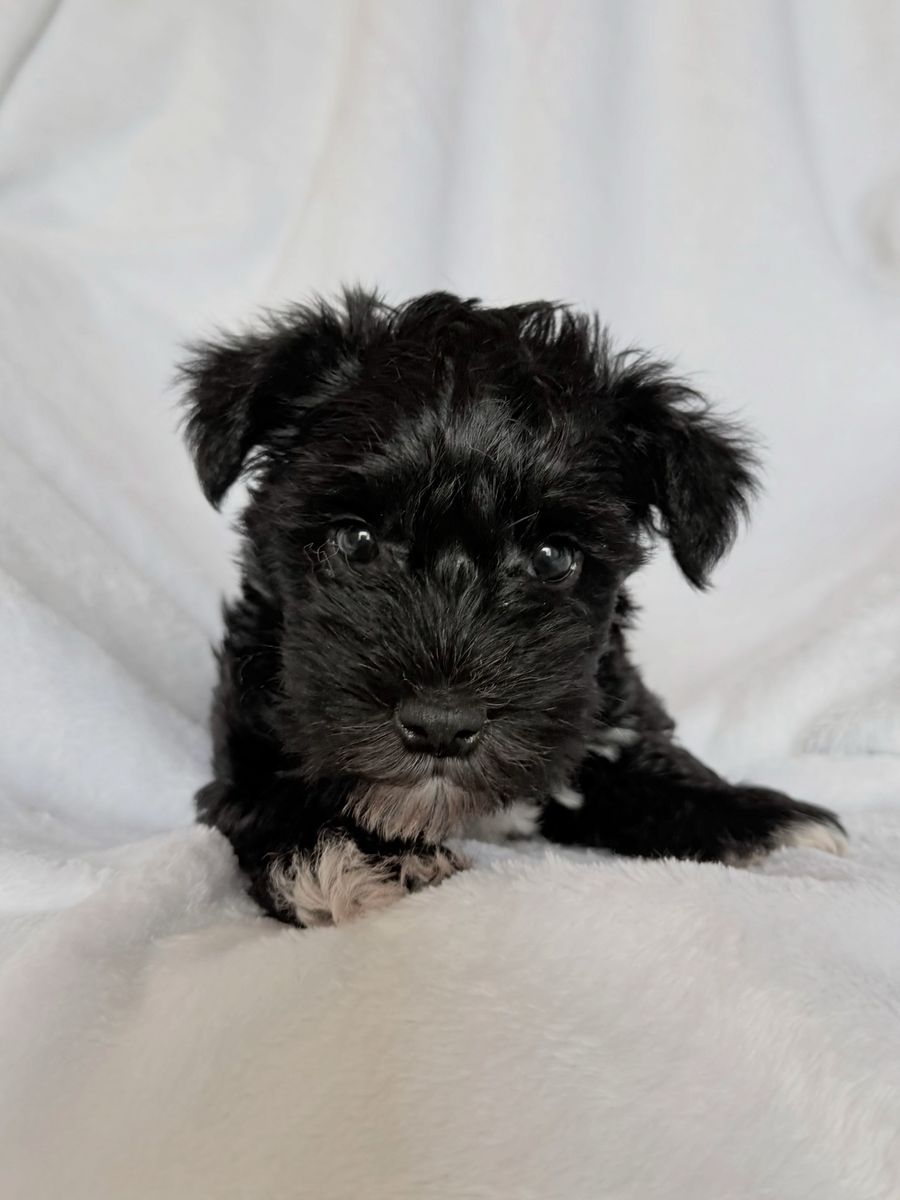 Miniature Schnauzers