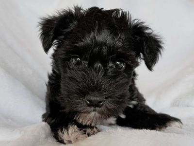 Miniature Schnauzers