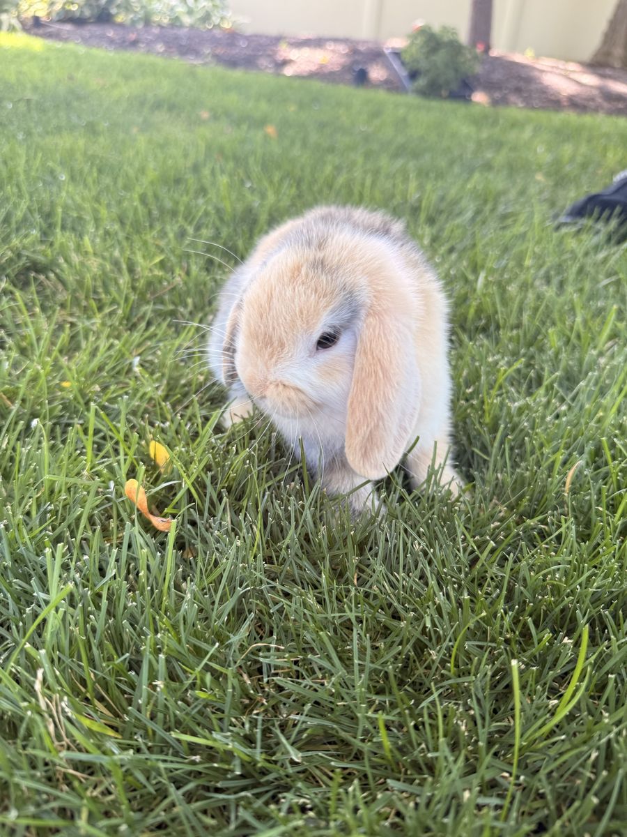Adorable purebred Holland Lop Bunny’s - Ready for a New Home