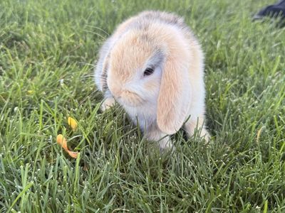 Adorable purebred Holland Lop Bunny’s - Ready for a New Home