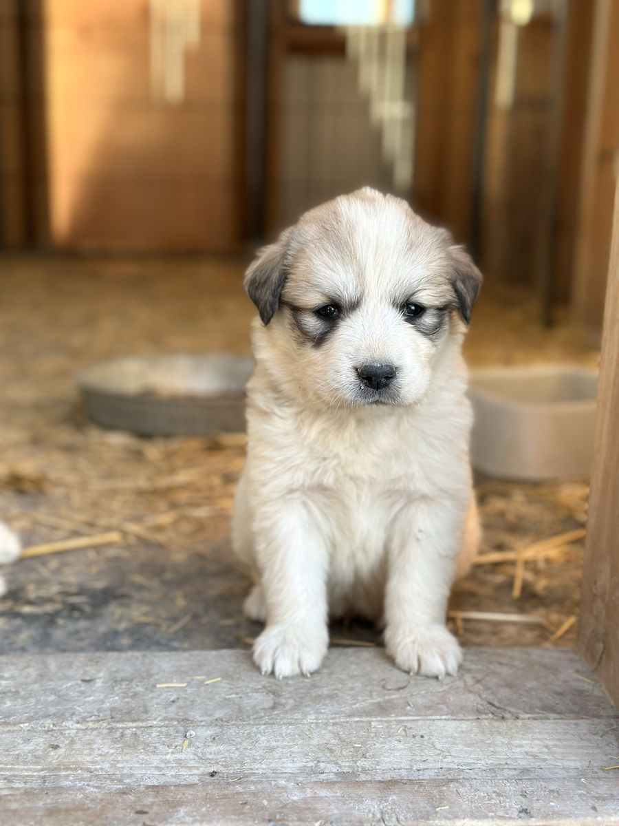 AKC Great Pyrenees Puppies