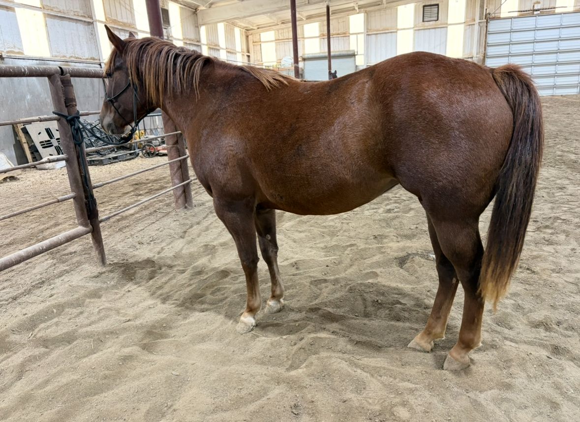 Your New Best Friend 3 Yr AQHA Mare