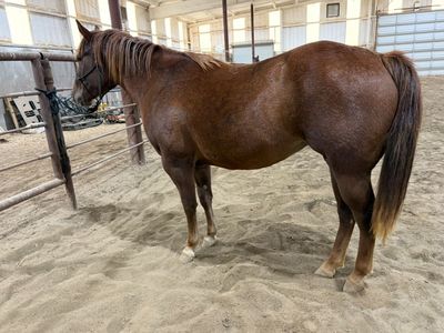 Your New Best Friend 3 Yr AQHA Mare