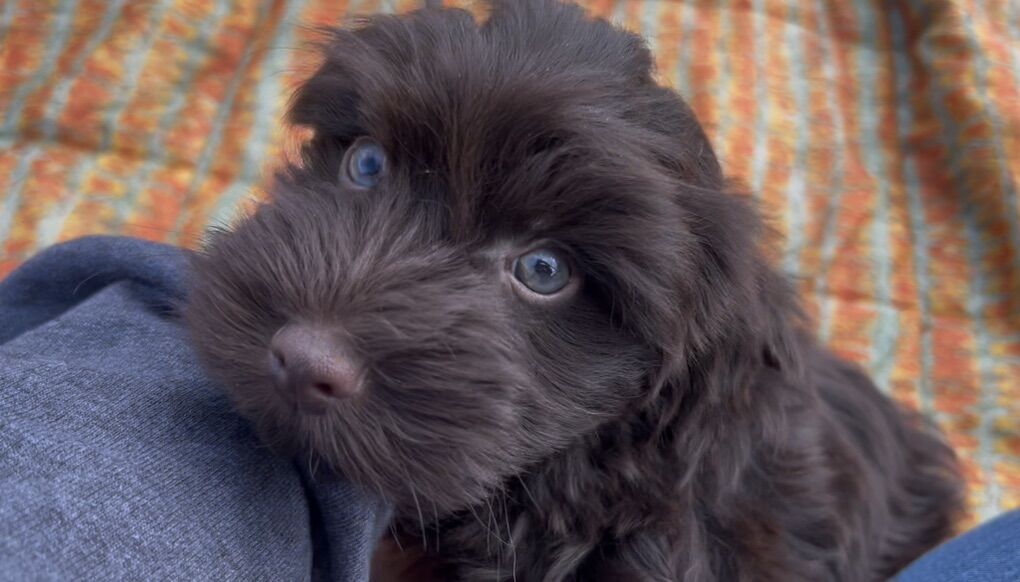 AKC Mini Schnauzer Male Puppies Black Brown