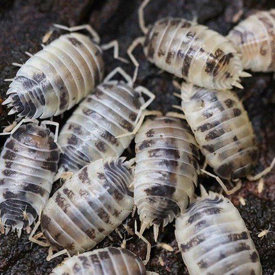 Dairy Cow Isopods