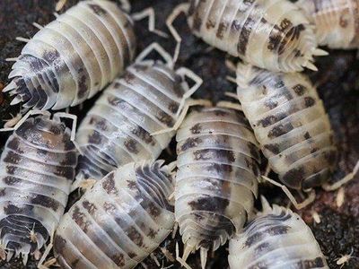 Dairy Cow Isopods