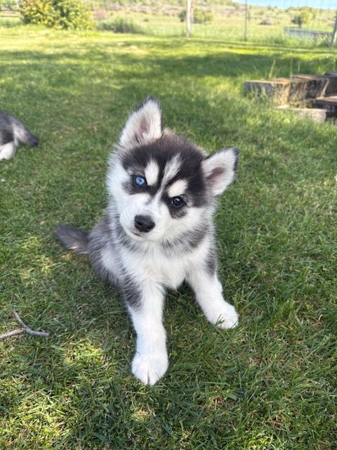 2 Male Pomsky puppies available May 22