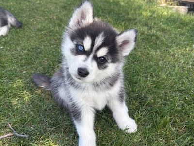 2 Male Pomsky puppies available May 22