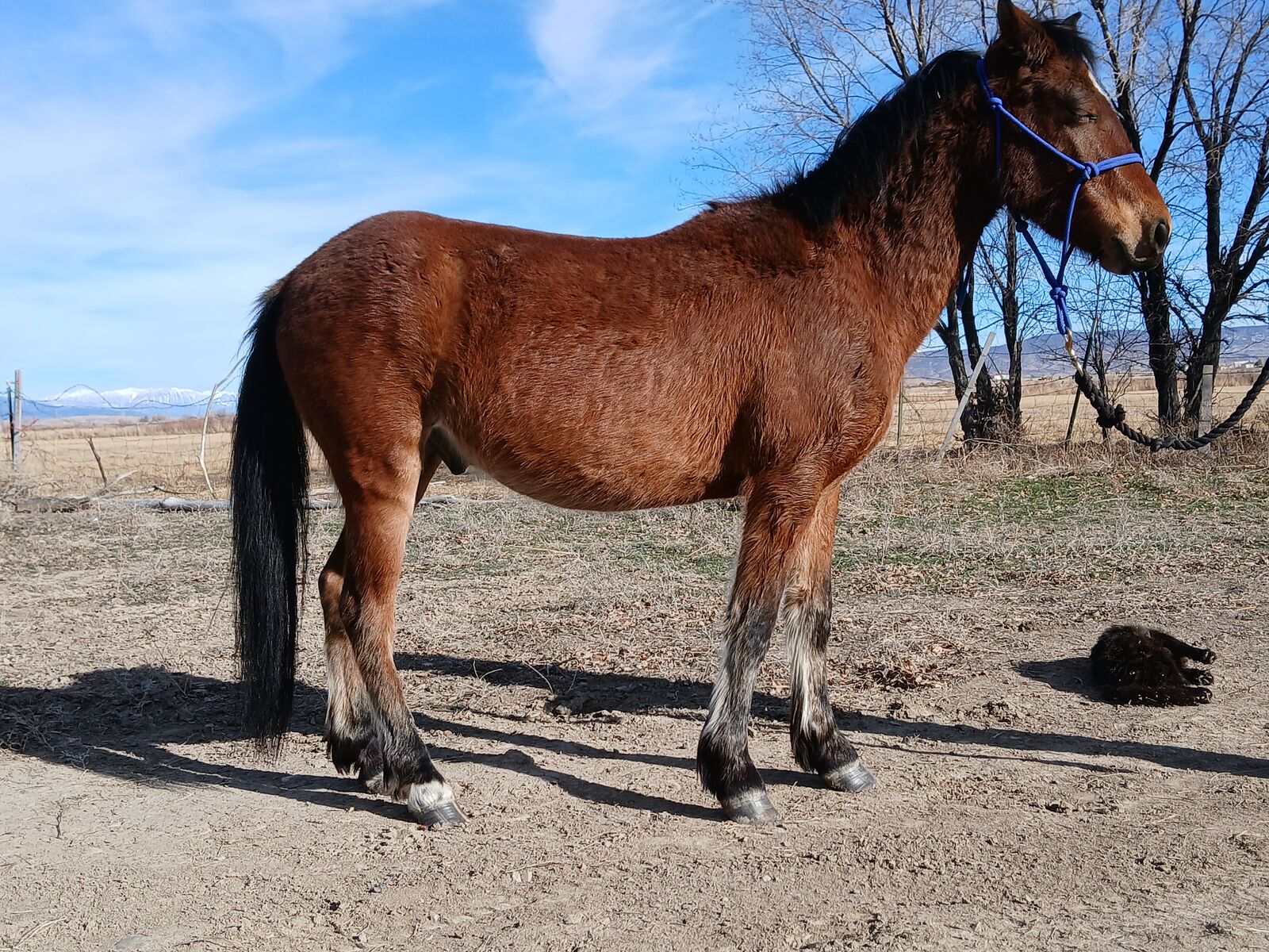 3.5 yo gelding large pony sized 13.1hh