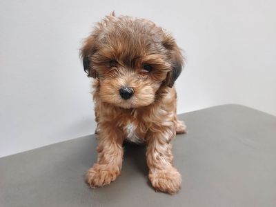 Yorkiepoo Puppies For Sale