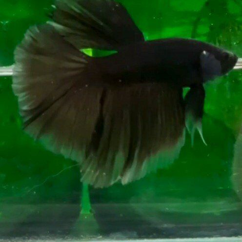 import halfmoon Betta