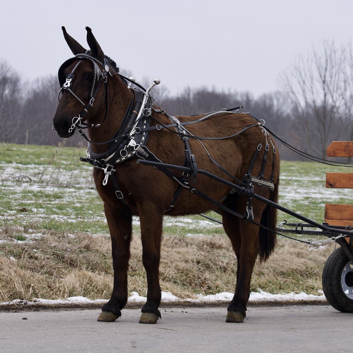 Hudson – 16 Hand Draft John Mule for Sale | Beginner Safe Driving Mule