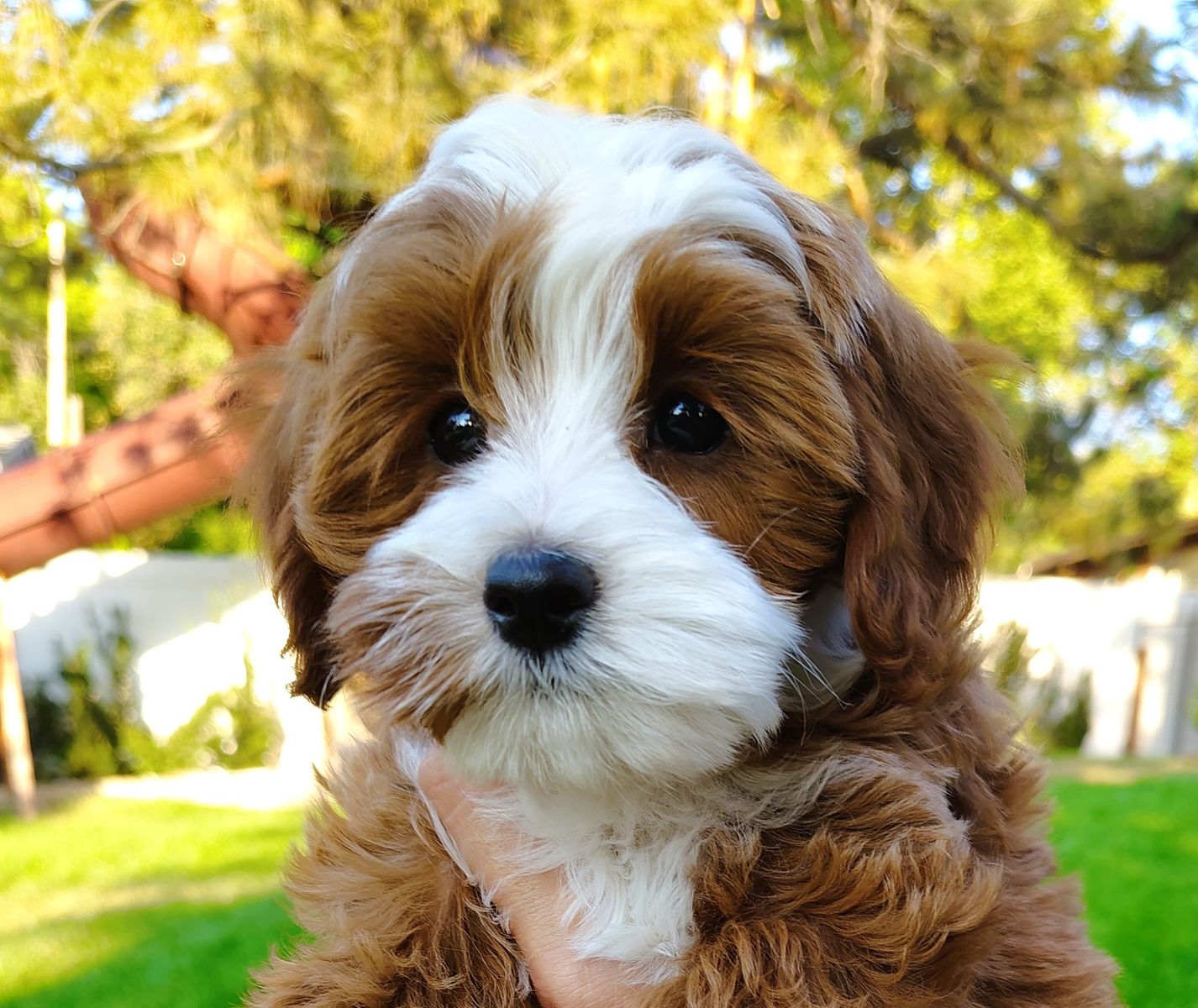 4th Gen Micro GOLDENDOODLE Puppies Toy Golden Retriever Poodle Multi-gen White Blaze Tuxedo Red