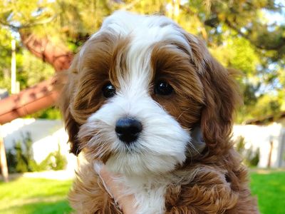 4th Gen Micro GOLDENDOODLE Puppies Toy Golden Retriever Poodle Multi-gen White Blaze Tuxedo Red